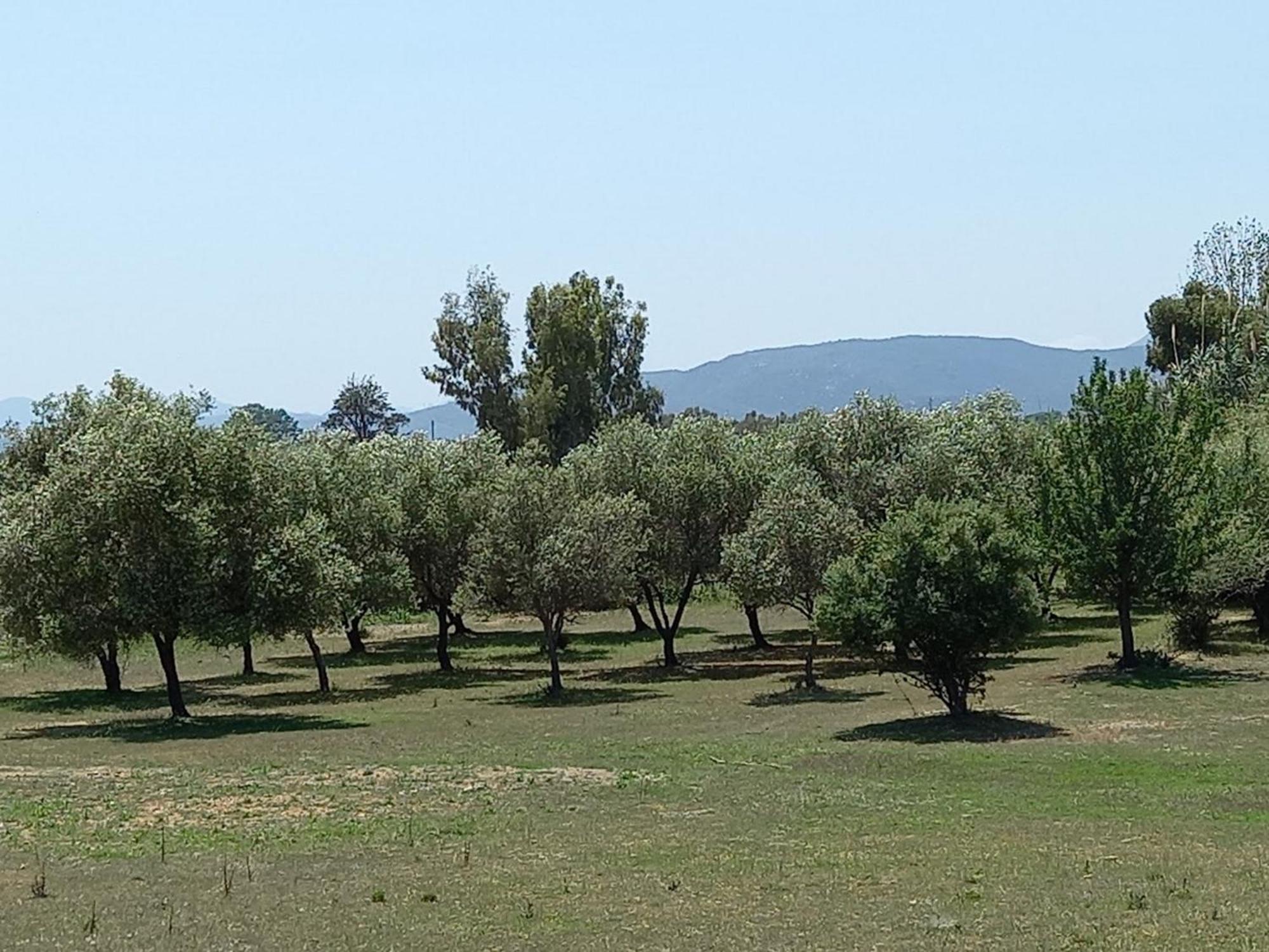 Basecamp Ogliastra - Flat Green Santa Maria Navarrese Dış mekan fotoğraf